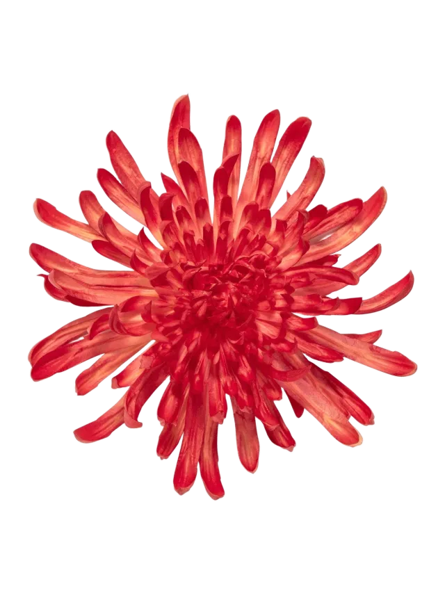 Jennifer Behr Chrysanthemum Brooch -- Flame