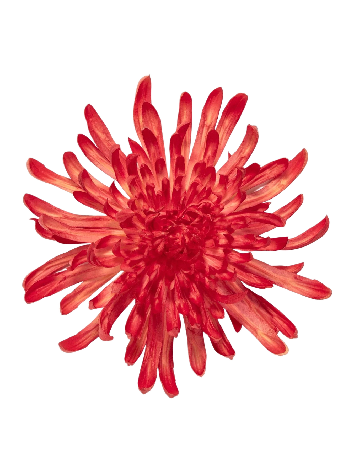 Jennifer Behr Chrysanthemum Brooch -- Flame